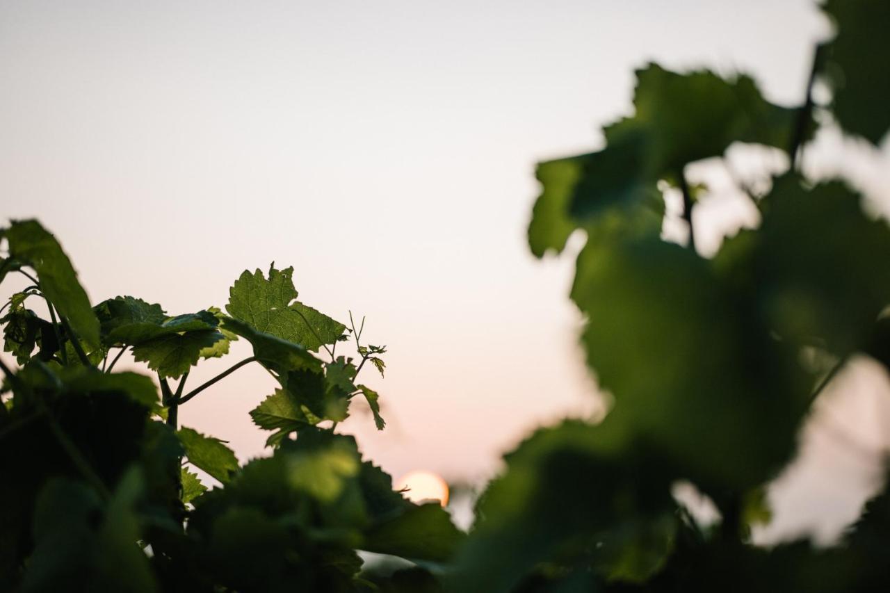 Weinzuhause Hotel-Restaurant-Vinothek Mommenheim エクステリア 写真