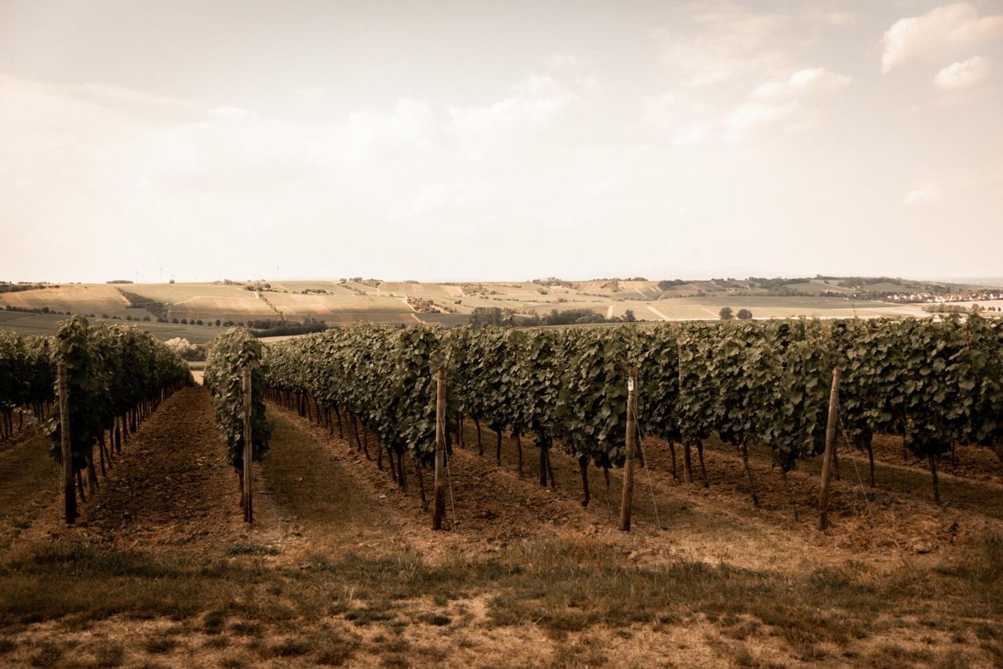 Weinzuhause Hotel-Restaurant-Vinothek Mommenheim エクステリア 写真